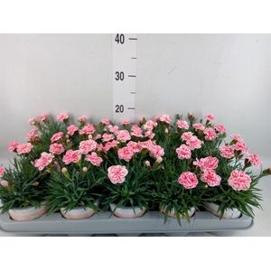 Dianthus  'Raspberry Eyes'