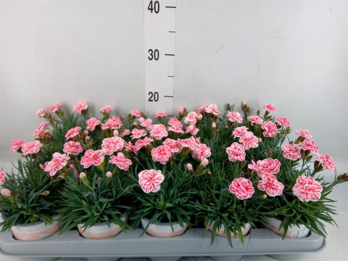 <h4>Dianthus 'Raspberry Eyes'</h4>