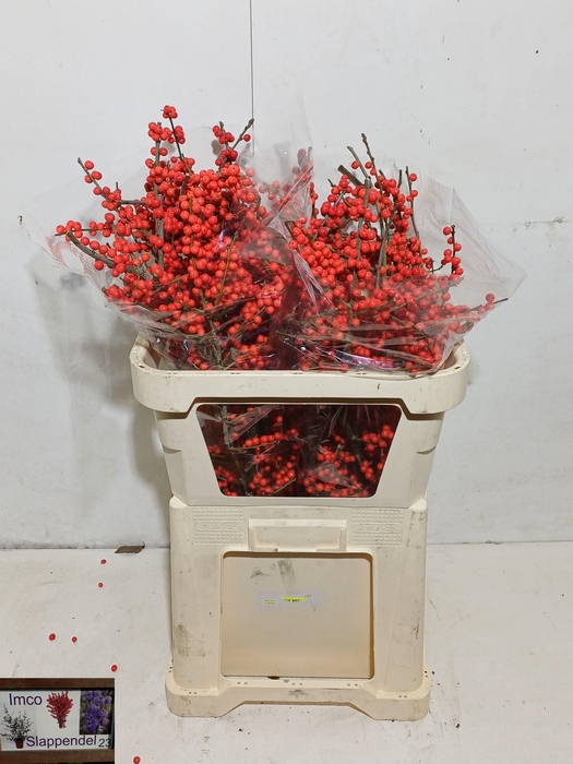 <h4>ILEX VE RODE BES</h4>