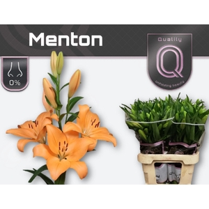 LI LA MENTON 3+
