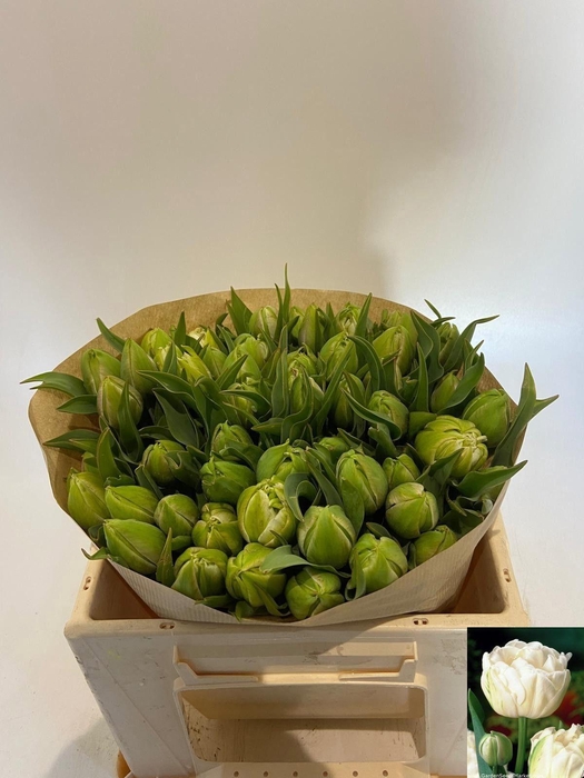 <h4>TU DU MOUNT TACOMA</h4>