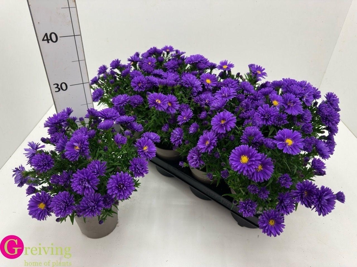 <h4>ASTER D AL D PURP LA</h4>