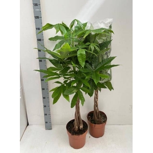 PACHIRA AQUATICA