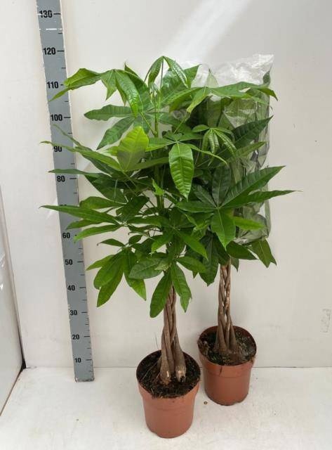 <h4>PACHIRA AQUATICA</h4>