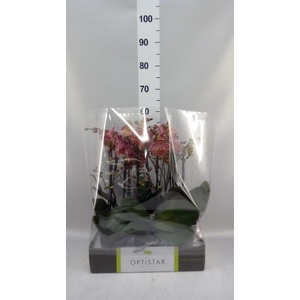 Phalaenopsis   ...red