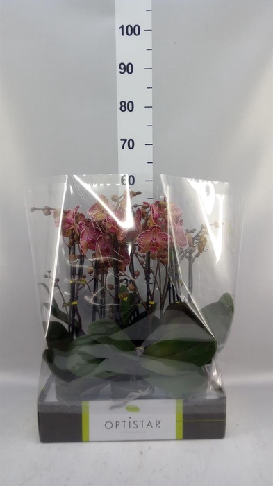 <h4>Phalaenopsis   ...red</h4>