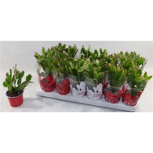 Schlumbergera 18+ knop gemengd 2 kleuren