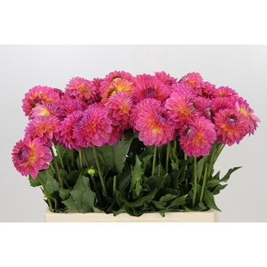 Dahlia Barbados