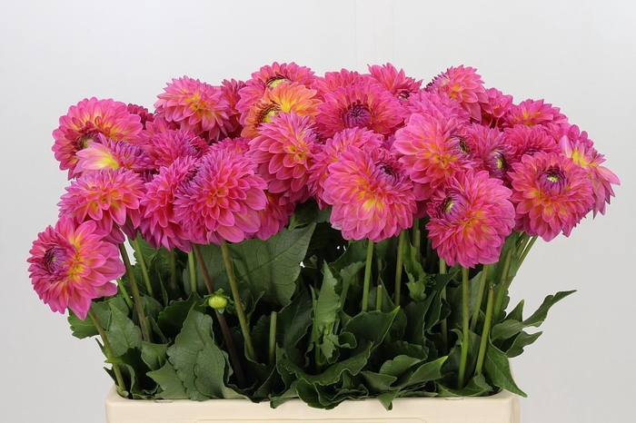 <h4>Dahlia Barbados</h4>