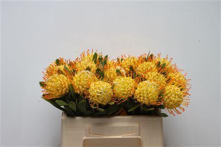 <h4>Leuco Cuneiforme</h4>