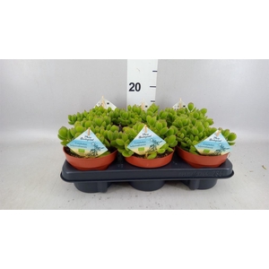 Cotyledon tome. ladys.