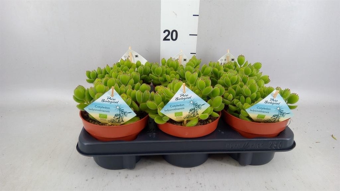 <h4>Cotyledon tome. ladys.</h4>