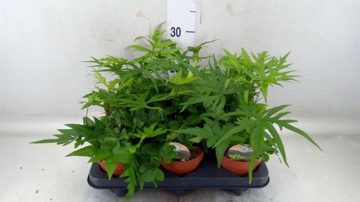 <h4>Doryopteris pedata</h4>