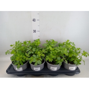 Levisticum officinale