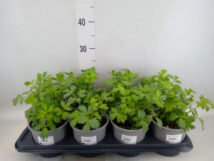 <h4>Levisticum officinale</h4>