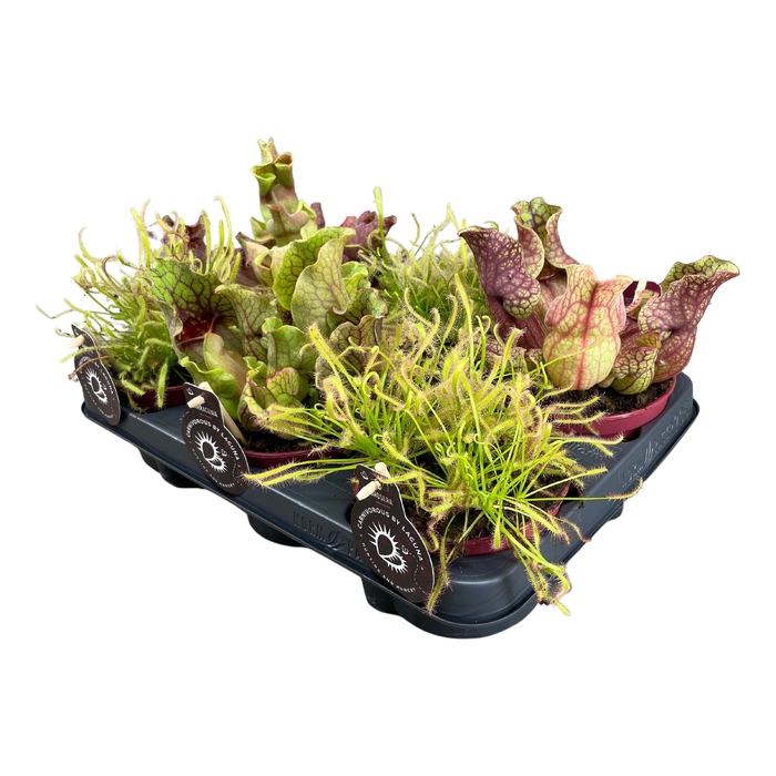 <h4>Vleesetende Planten Gemengd</h4>