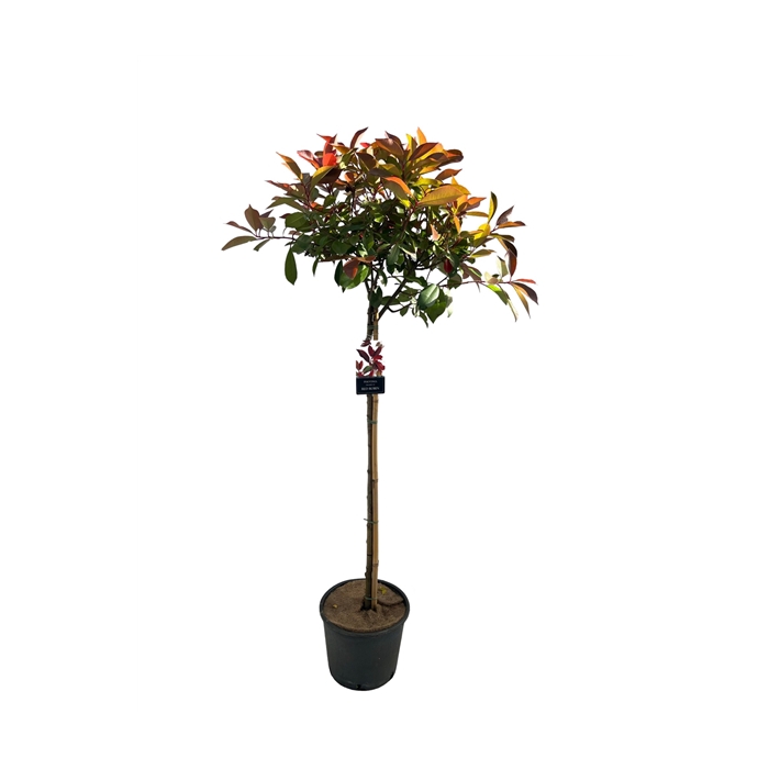 <h4>Photinia 'Red Robin' sense Stam 100cm</h4>