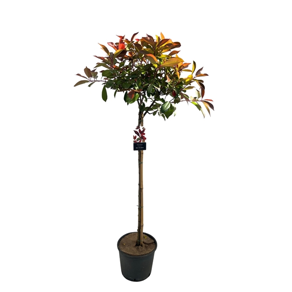 Photinia 'Red Robin' sense Stam 100cm