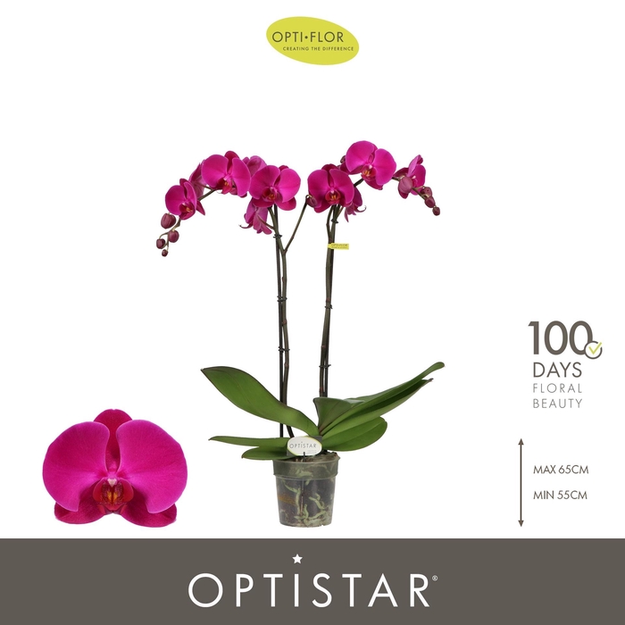 <h4>PHAL OPTI OPTISTAR LOPEZ 2 SPIKE</h4>