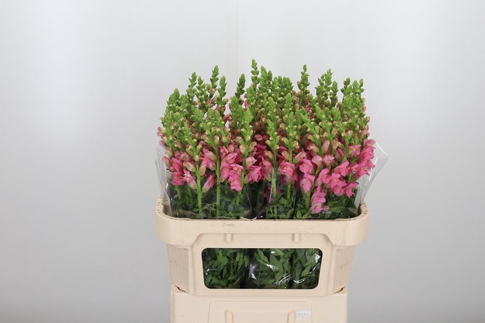 <h4>Antirrhinum Po Pink</h4>