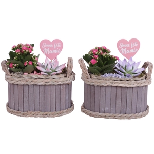 Grandmothers Day Arr. Indoor Wooden Pot Oval Waterhyacint Ø22cm