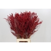 Bromelia Red Paloma