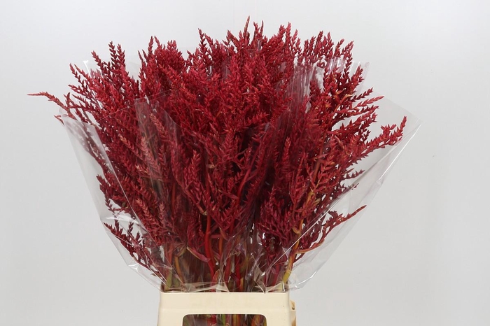 <h4>Bromelia Red Paloma</h4>