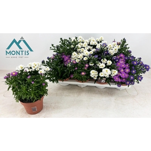 ASTER SHOWM GEM