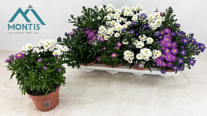 <h4>ASTER SHOWM GEM</h4>