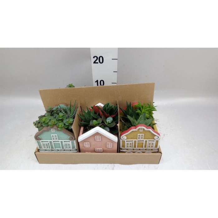 <h4>Arr.   Kamerplant Groen L%</h4>