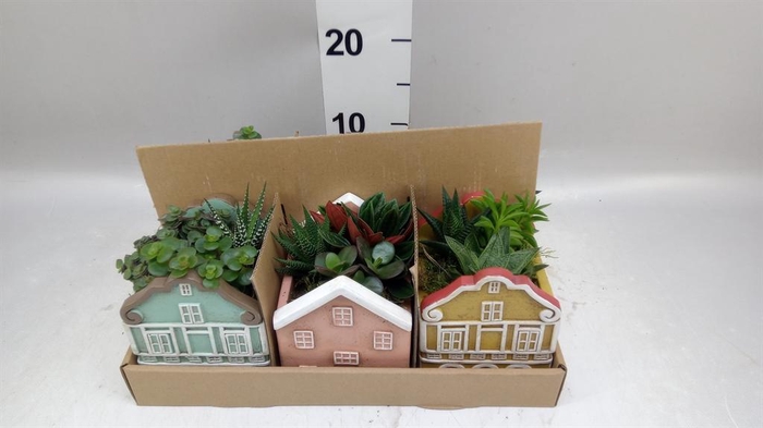 Arr.   Kamerplant Groen L%
