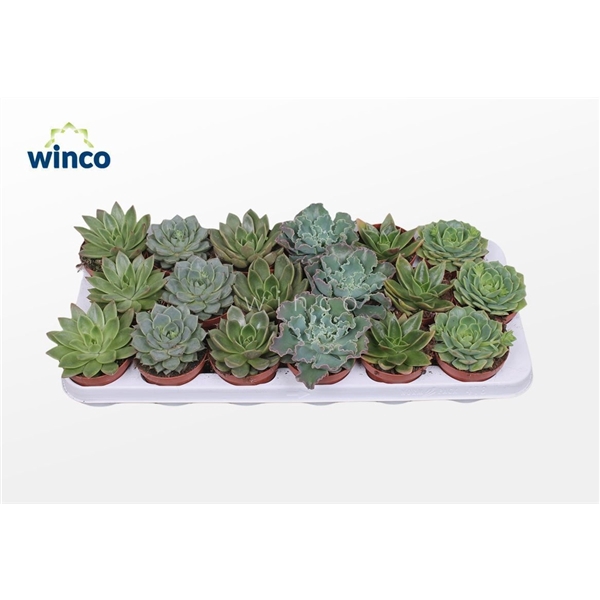 <h4>Echeveria Green Mix (6 Spcs.)</h4>