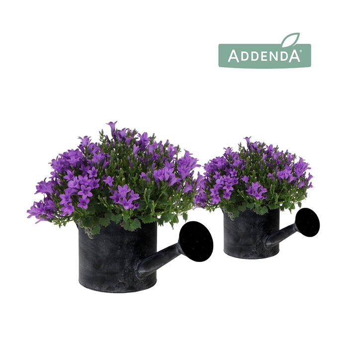 <h4>Campanula Addenda Ambella Intense purple in Watering Can</h4>