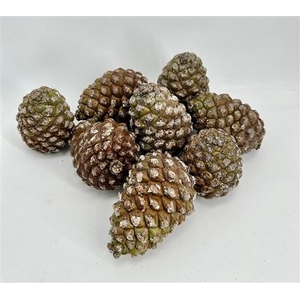 PINE CONE EXTRA