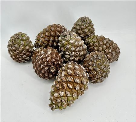 <h4>PINE CONE EXTRA</h4>