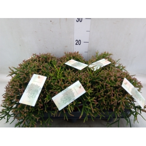 Rhipsalis burchellii
