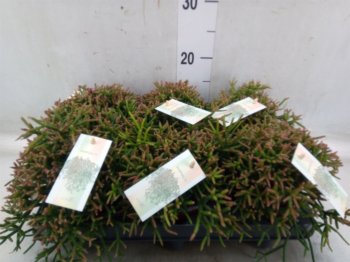 <h4>Rhipsalis burchellii</h4>