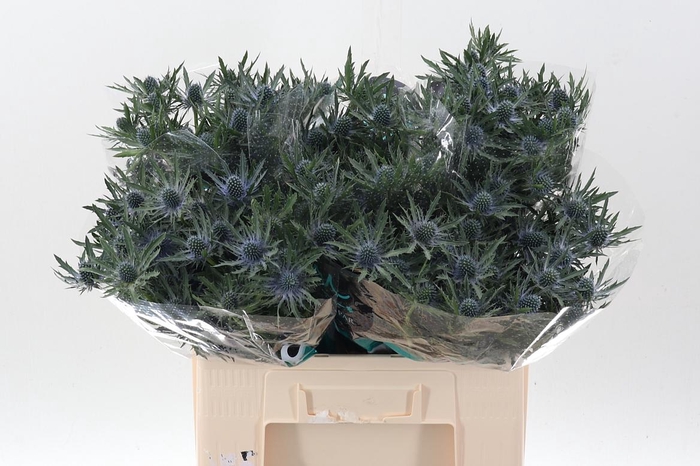 <h4>Eryn Orion Qstar 60cm</h4>
