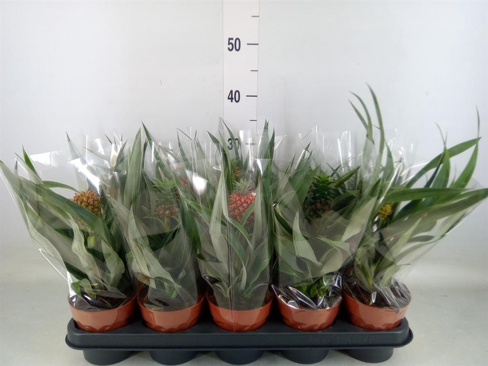 <h4>Ananas  'Mi Amigo'</h4>