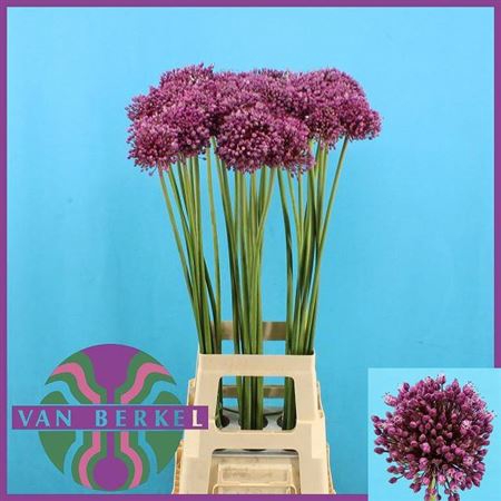 <h4>Allium Jasmine</h4>