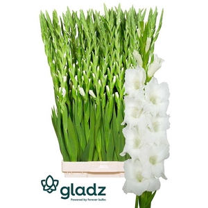 Glad Gr Nova Zembla Gladz