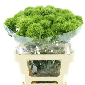 Di Barb Kiwi Mellow Super