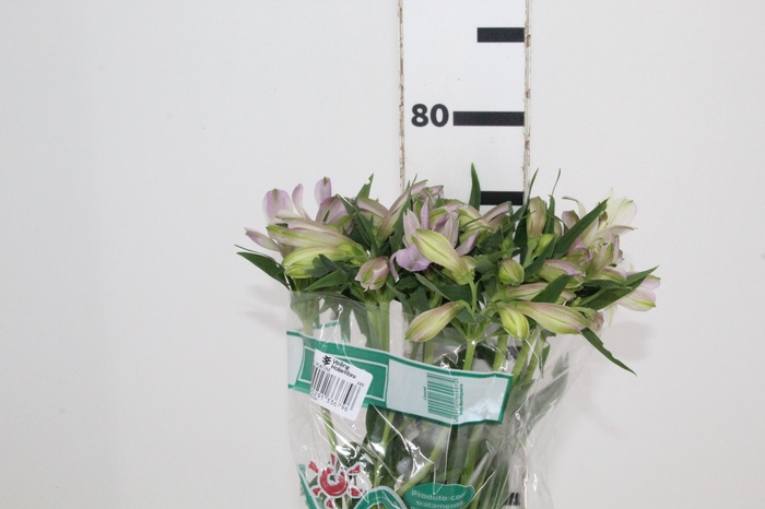 <h4>ALSTROEMERIA PLATINA 080 CM</h4>