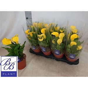 ** Zant Sunclub 5+ * Spring Deal *