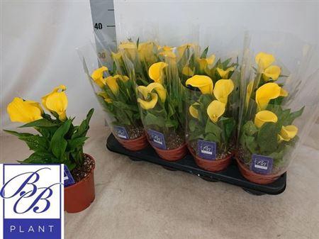 <h4>** Zant Sunclub 5+ * Spring Deal *</h4>