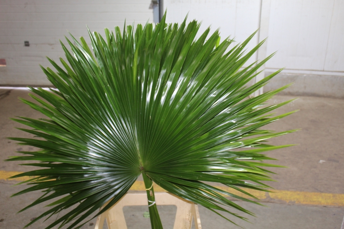 <h4>FOLHAGEM PALMEIRA LATANIA</h4>