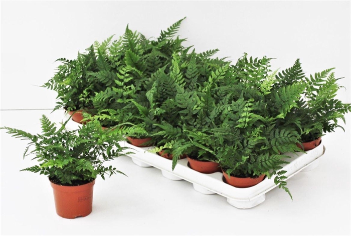 Athyrium Spicatum