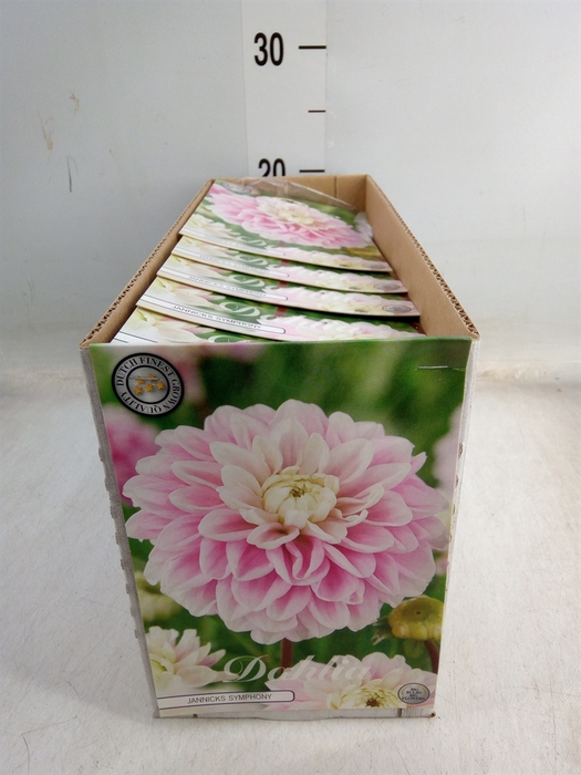 <h4>Dahlia   ...flowerbulbs</h4>