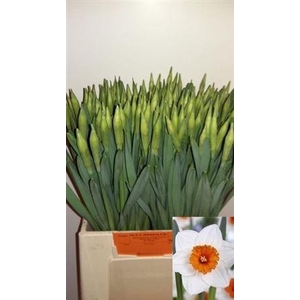 Narc G Johan Strauss