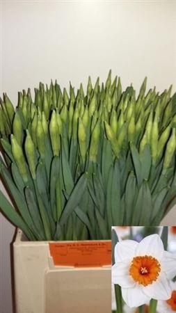 <h4>Narc G Johan Strauss</h4>